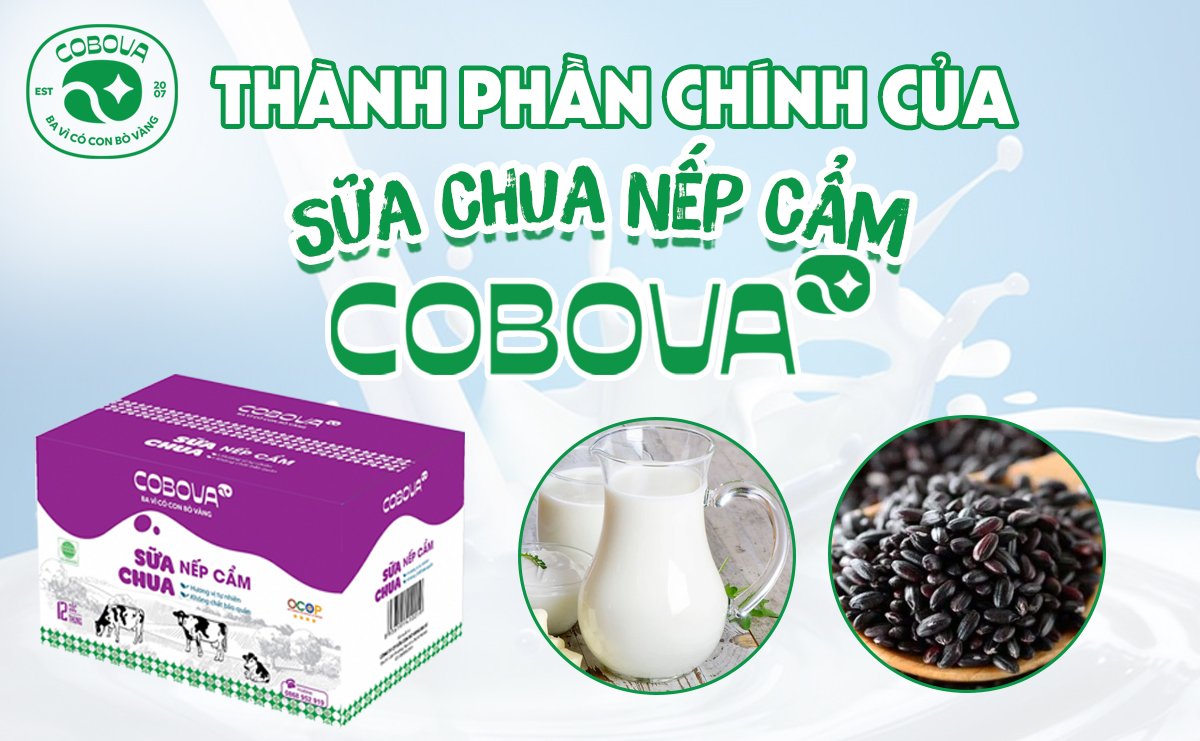 Thành phần chính của sữa chua nếp cẩm COBOVA