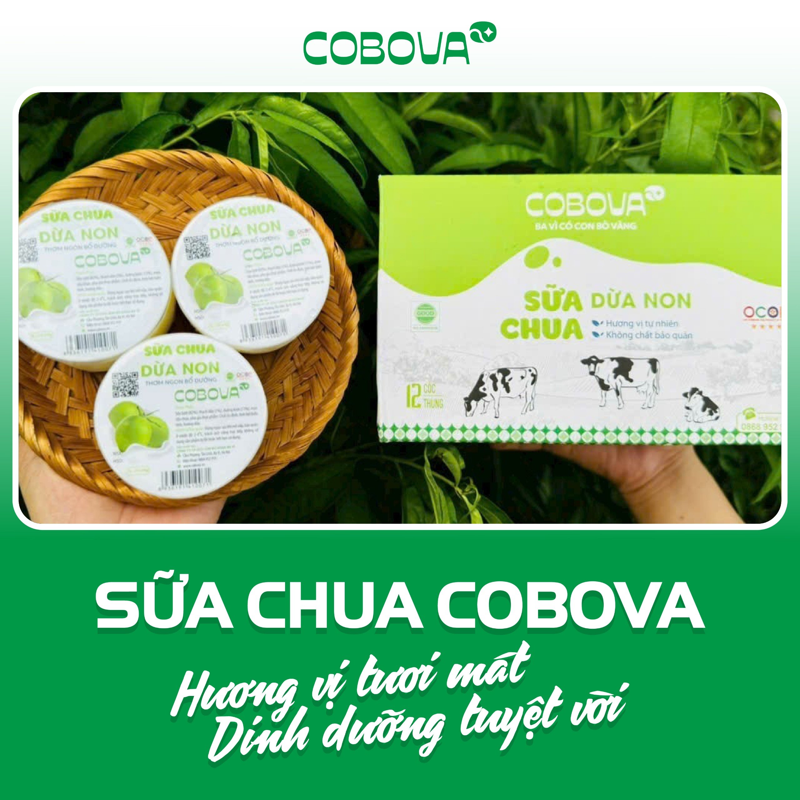 Sữa chua dừa non COBOVA