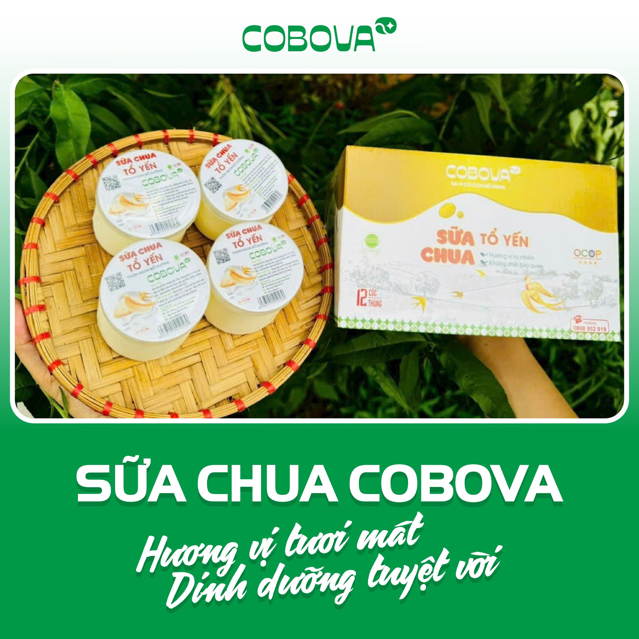 Sữa chua tổ yến COBOVA