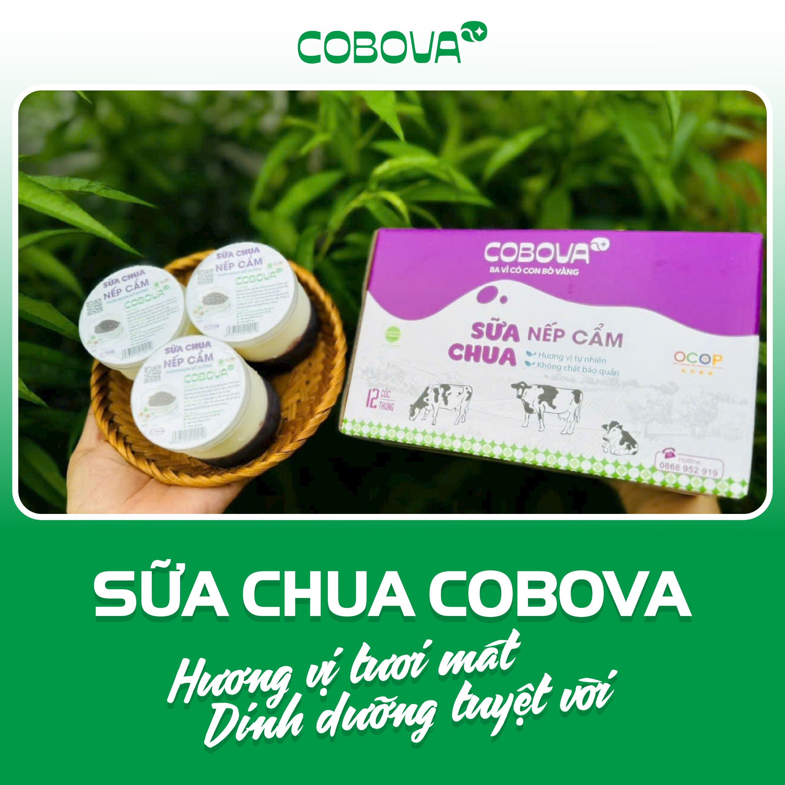 Sữa chua nếp cẩm COBOVA