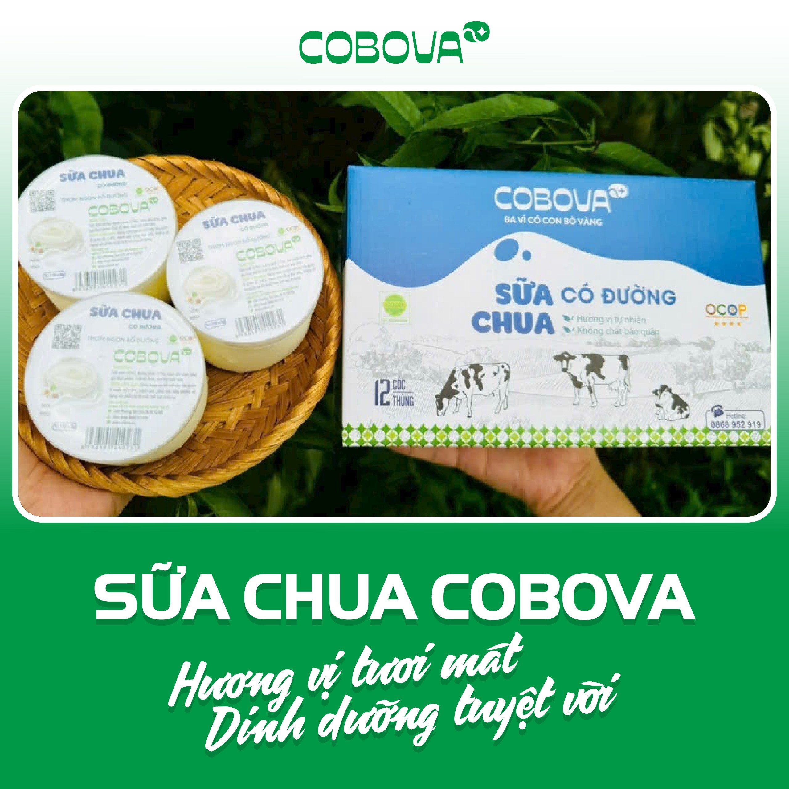 Sữa chua COBOVA có đường, ngọt ngào hương vị Ba Vì